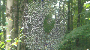 HUGE SPIDER WEB UP CLOSE